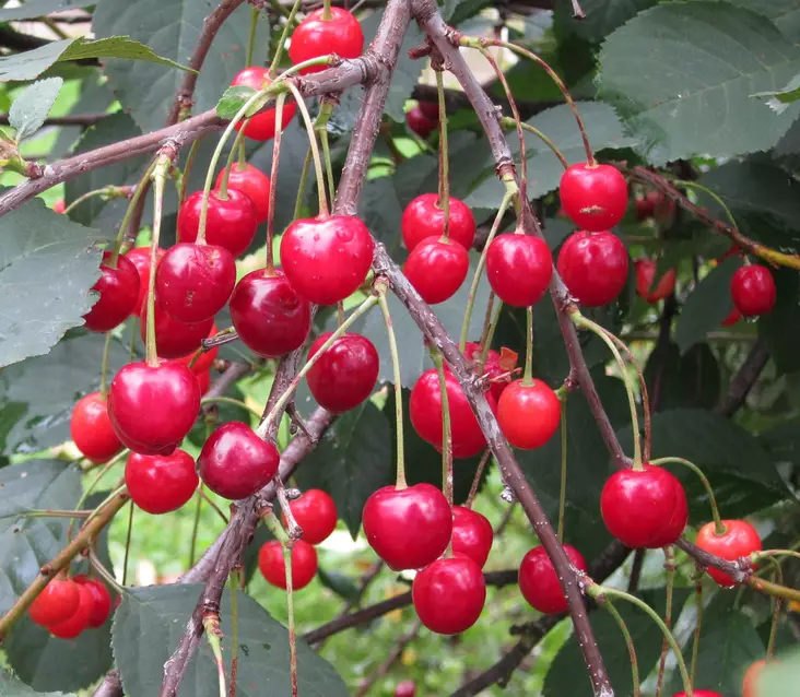 Pensaskirsikka Carmine Jewel rungolla - Kirsikkapuut - 13827 - 1