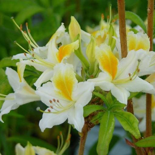 Puistoatsalea Illusia - Alppiruusut ja atsaleat - 35417 - 1