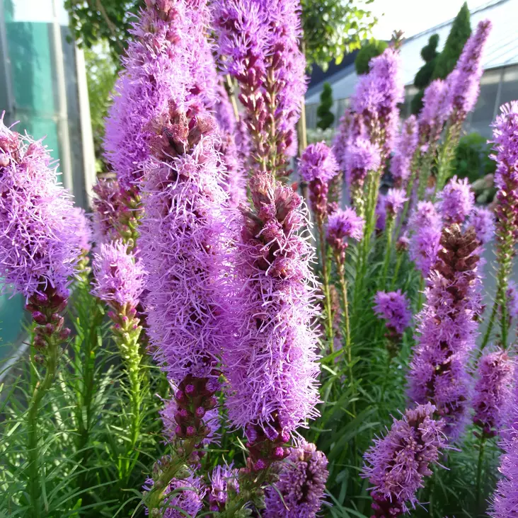 Punatähkä - Perennat - 7307 - 1