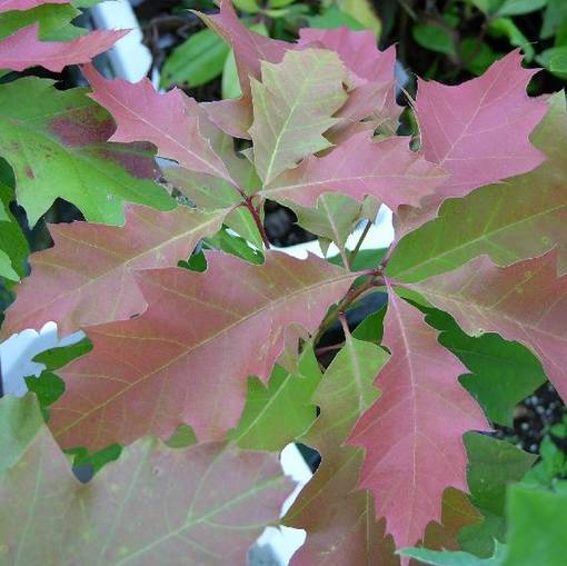 Punatammi - Koristepuut - 41557 - 1