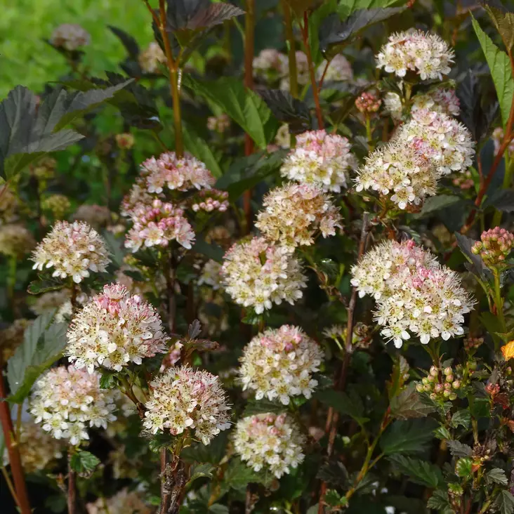 Purppuraheisiangervo Little Joker - Koristepensaat - 46067 - 1