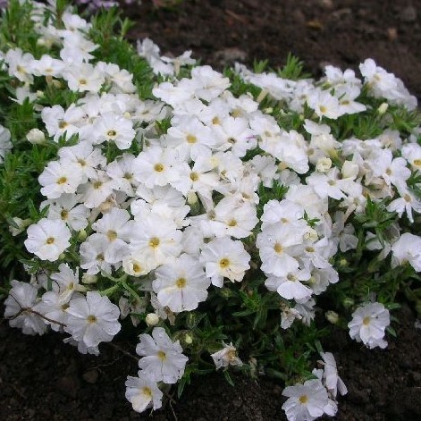 Sammalleimu White Delight - Perennat - 74217 - 1