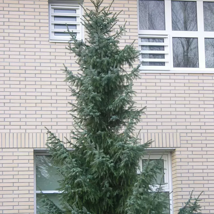 Serbiankuusi 125-150 - Havupuut - 6147 - 1