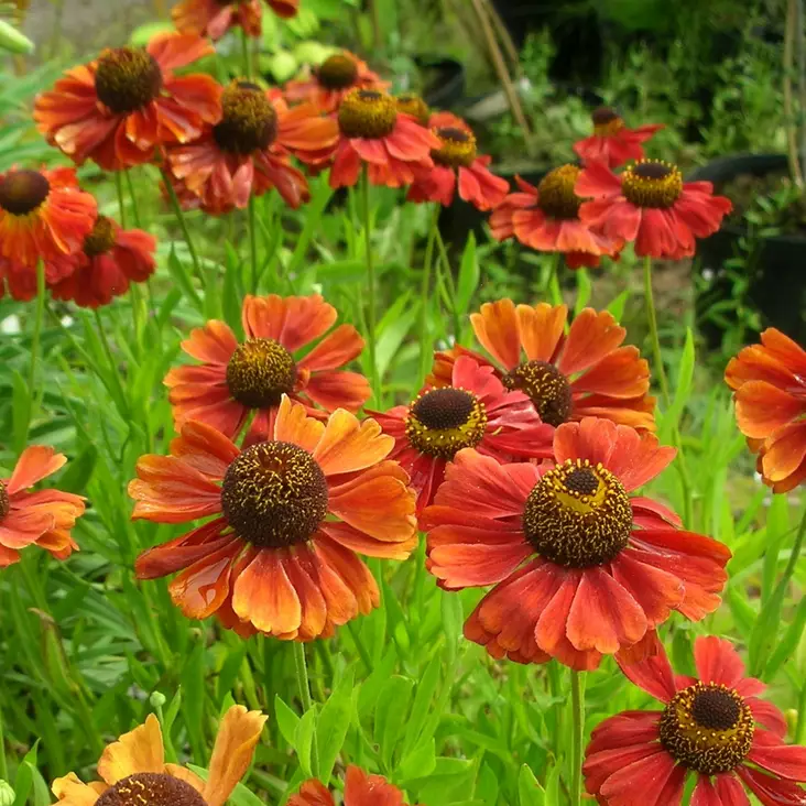 Syyshohdekukka Moerheim Beauty - Perennat - 72407 - 1