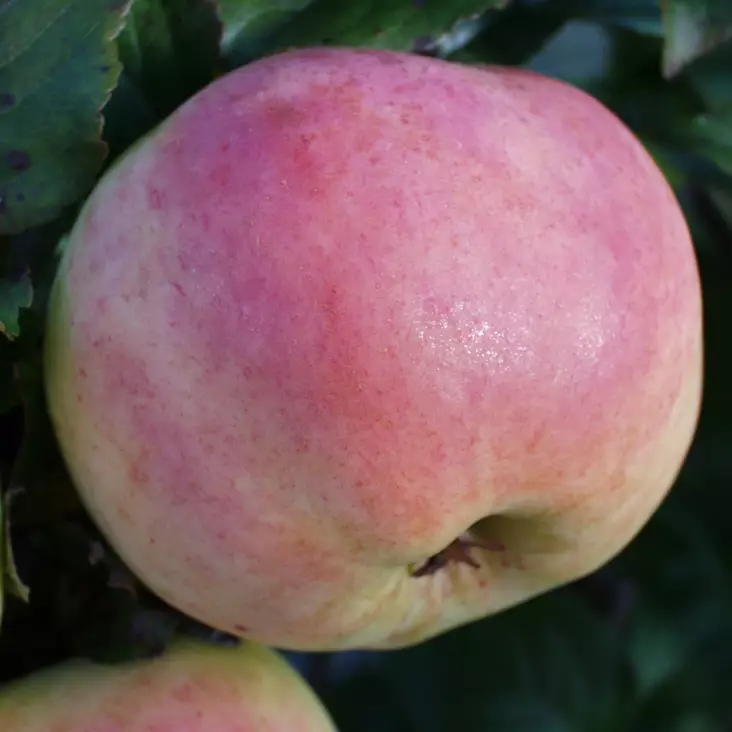 Syysomena Mummon Puu - Omenapuut - 1137 - 1