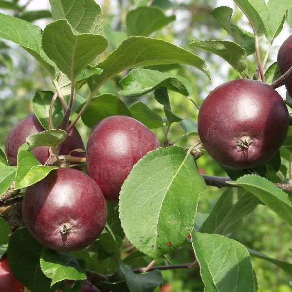 Syysomena Pekka - Omenapuut - 1157 - 1