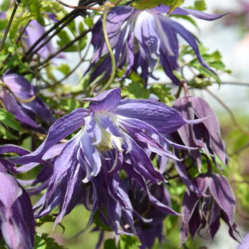 Tarha-alppikärhö Blue Surprise - Köynnöskasvit - 50527 - 1