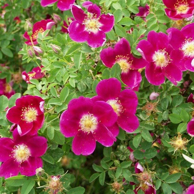 Tarhapimpinellaruusu Red Nelly - Puistoruusut - 2677 - 1
