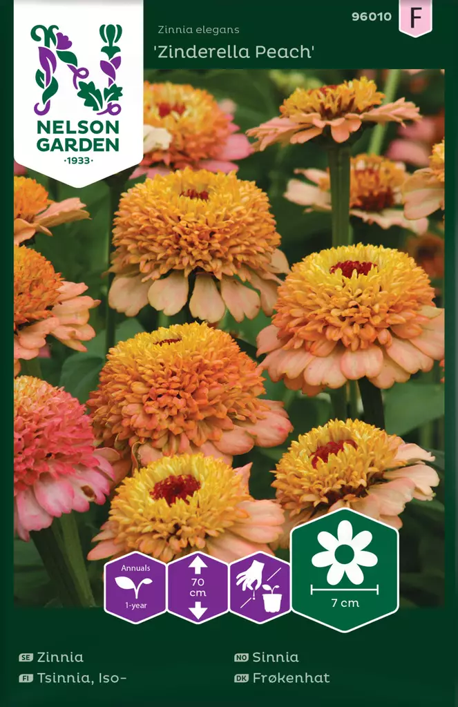 Tsinnia, Iso-, Zinderella Peach - Kukkien ja koristeheinien siemenet - 7312600960107 - 0