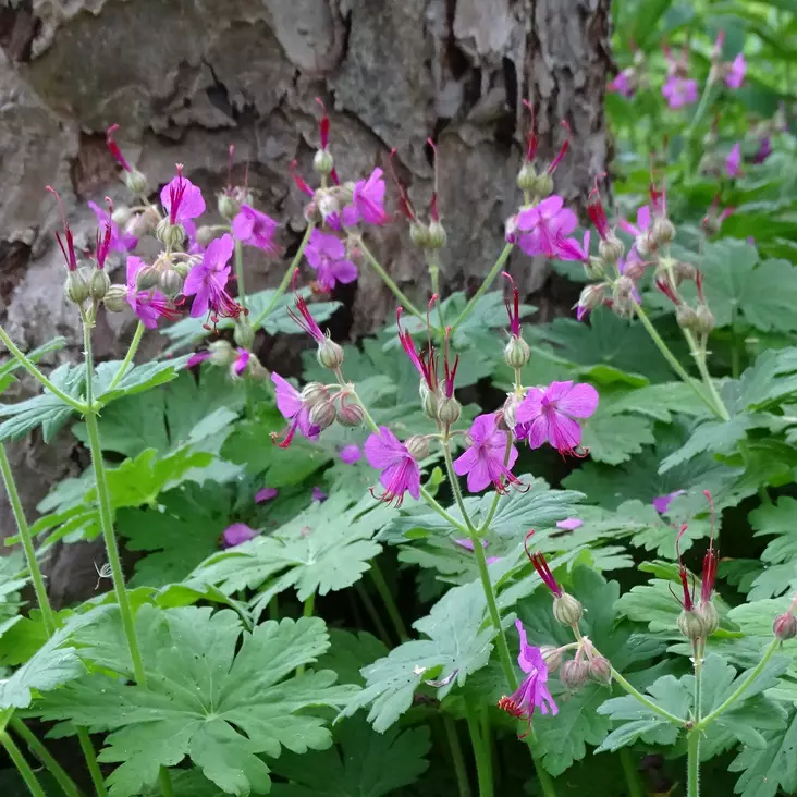 Tuoksukurjenpolvi Bevan's Variety - Perennat - 72307 - 1