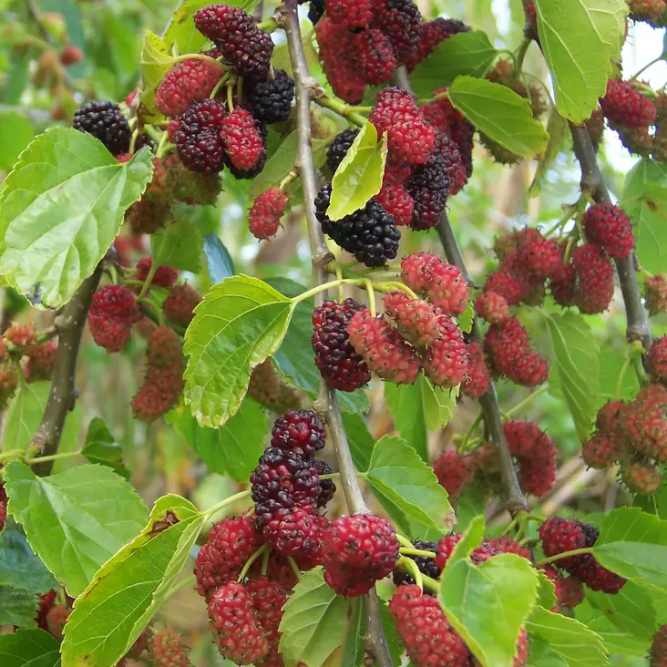 Mulperi Mojo Berry C3 - Erikoismarjat ja hyötykasvit - 46047 - 1