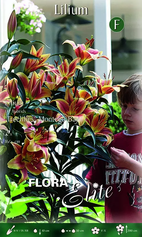 Puulilja Montego Bay 2 kpl/pkt - Liljat - 8711554789717 - 1