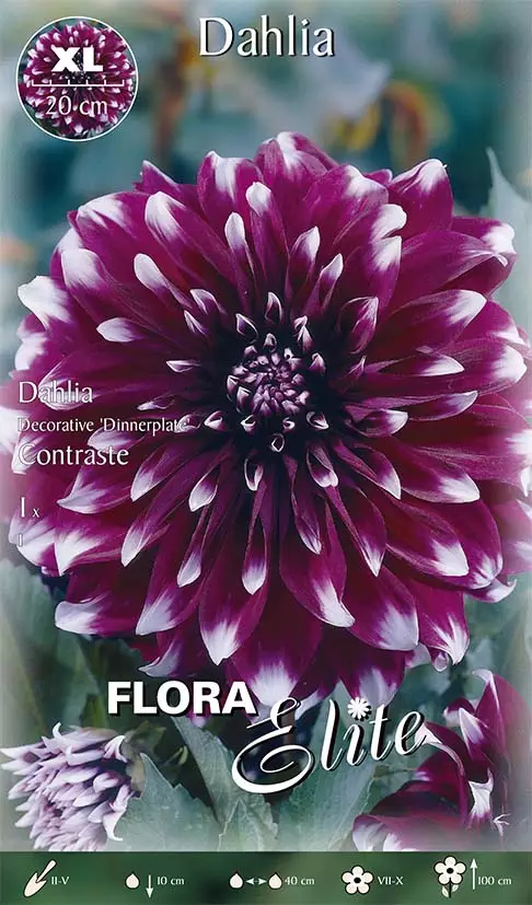 Daalia Contraste 1 kpl/pkt - Daaliat - 8711554819667 - 1