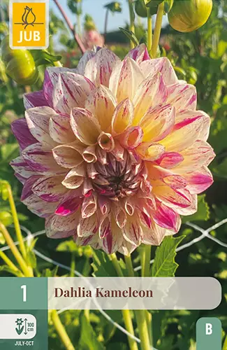 Daalia Kameleon 1 kpl/pkt - Daaliat - 8720873001707 - 1