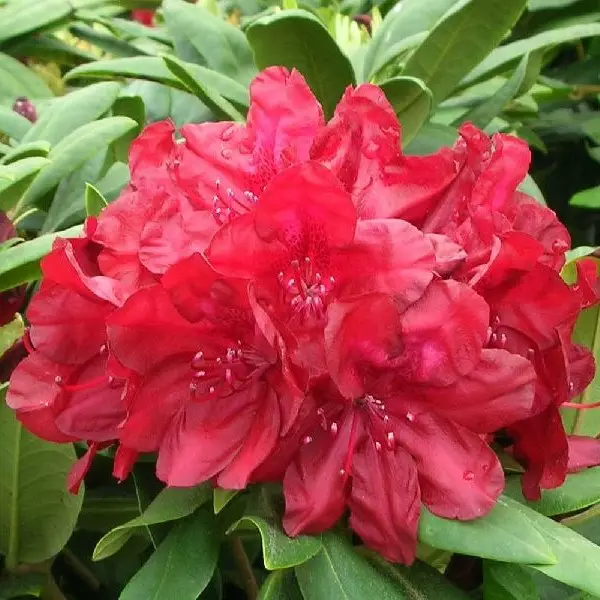 Alppiruusu Francesca - Alppiruusut ja atsaleat - 35447 - 1