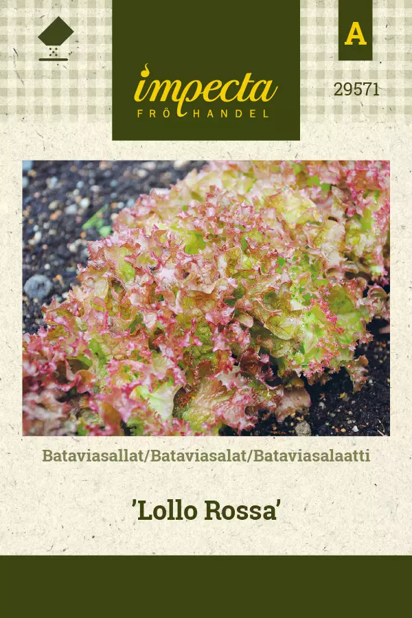 Bataviasalaatti Lollo Rossa - Vihannesten ja yrttien siemenet - 7332756295717 - 0