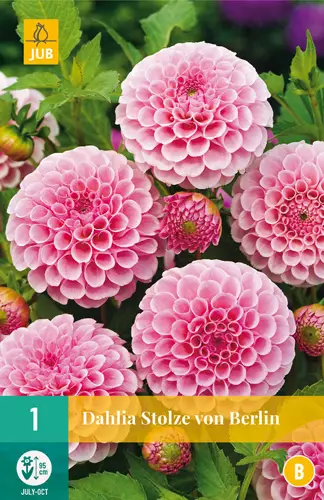 Daalia Stolze von Berlin 1 kpl/pkt - Daaliat - 8712438613807 - 0