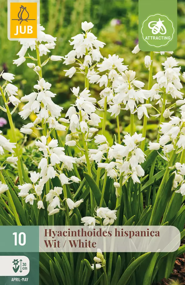 Espanjansinililja White 10 kpl/pkt - Liljat - 8712438519857 - 1