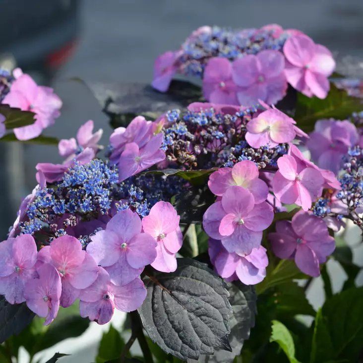 Hortensia Blueberry Cheesecake - Koristepensaat - 45787 - 1