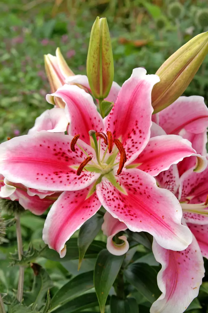 Idänlilja Stargazer 2 kpl/pkt - Liljat - 8711148315087 - 1