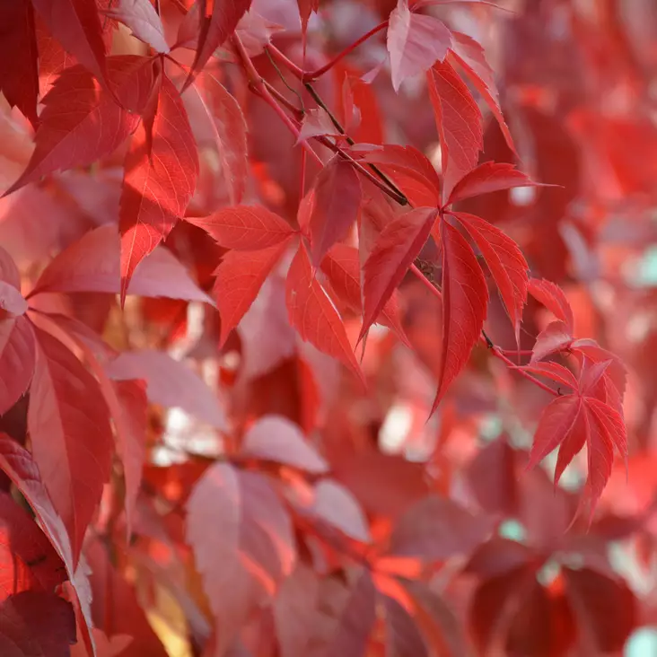 Imukärhivilliviini Red Wall - Köynnöskasvit - 51837 - 1