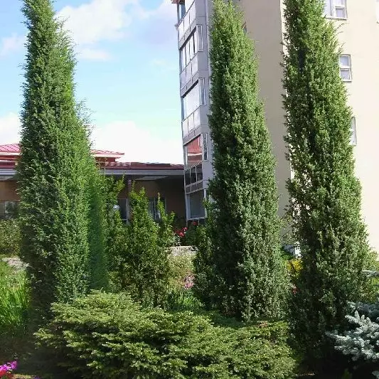 Irlanninkataja Hibernica 60-80 - Havupuut - 60557 - 1