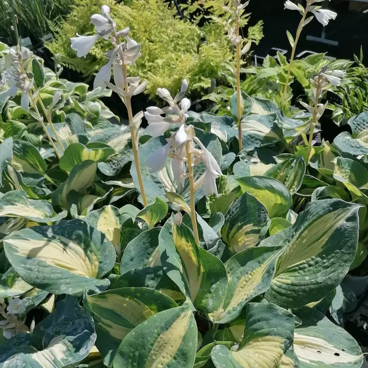 Jalokuunlilja Dream Queen C2 - Perennat - 72727 - 1