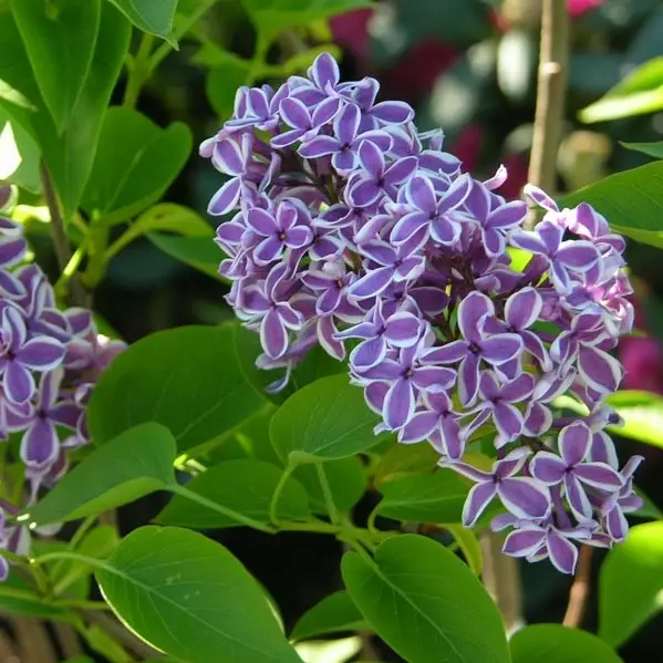 Jalosyreeni Sensation - Koristepensaat - 47117 - 1