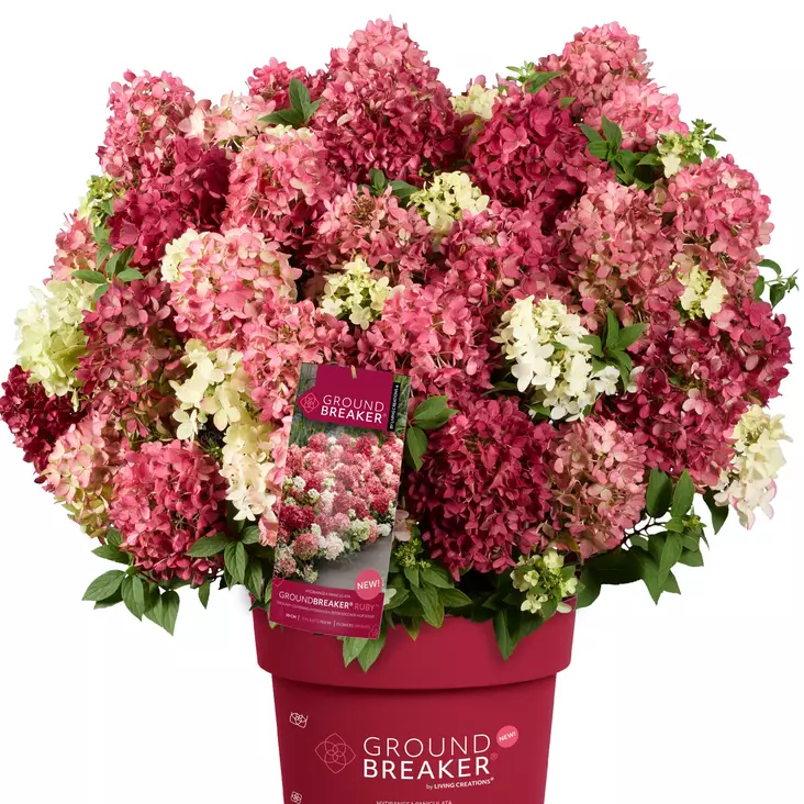Japaninhortensia Groundbreaker Ruby C3 - Koristepensaat - 45927 - 1