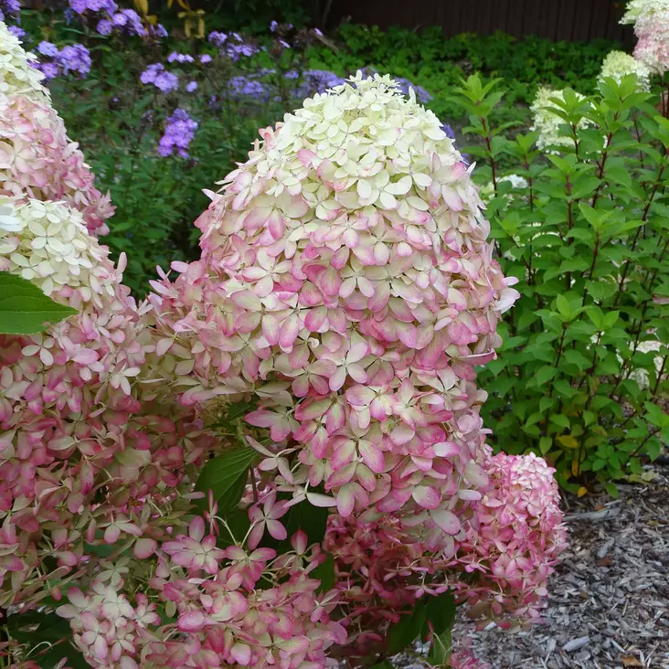 Japaninhortensia Royal Flower - Koristepensaat - 45797 - 1