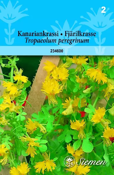 Kanariankrassi annos - Kukkien ja koristeheinien siemenet - 6415152346007 - 1