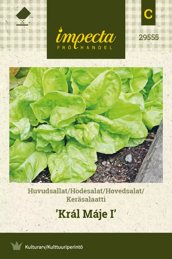 Keräsalaatti Král Máje I - Vihannesten ja yrttien siemenet - 7332756295557 - 0