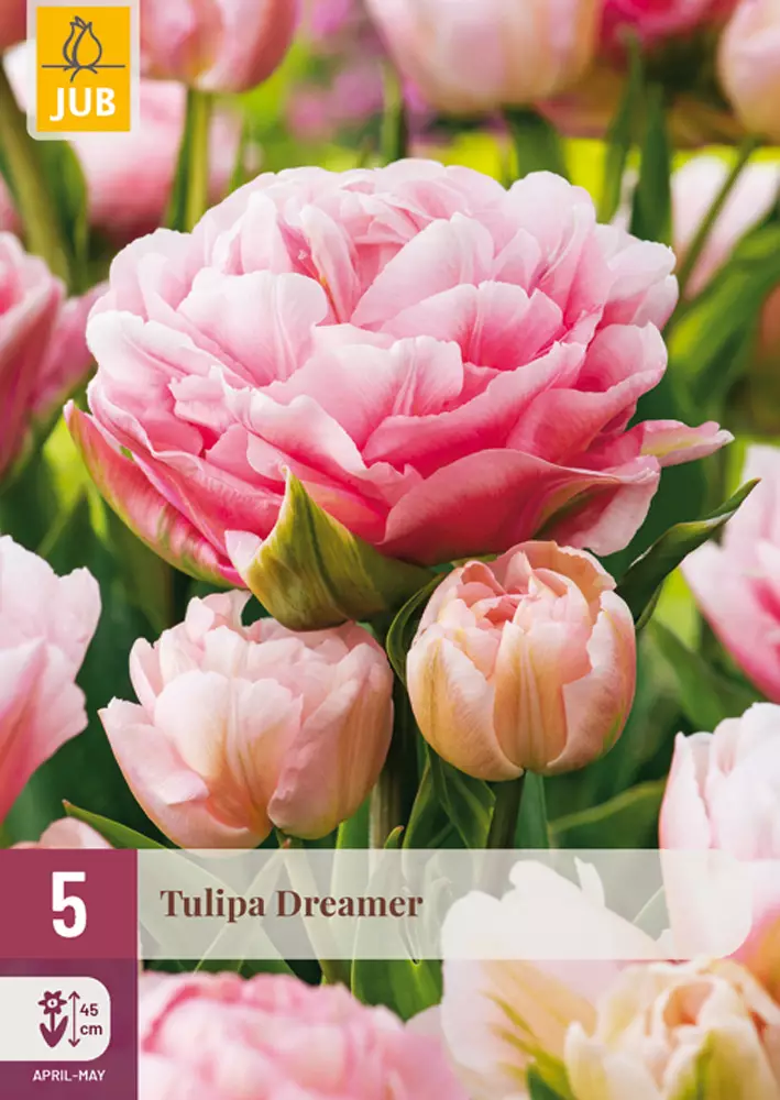 Kerrottu tulppaani Dreamer 5 kpl/pkt - Tulppaanit - 8712438526237 - 1