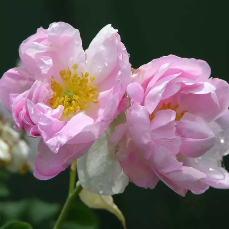 Kesädamaskonruusu Celsiana - Puistoruusut - 2427 - 1