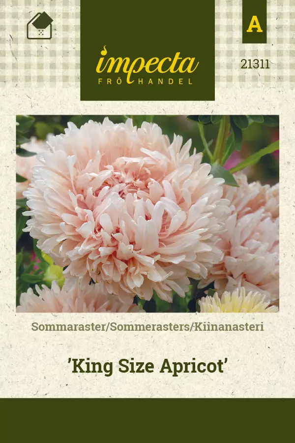 Kiinanasteri King Size Apricot - Kukkien ja koristeheinien siemenet - 7332756213117 - 0
