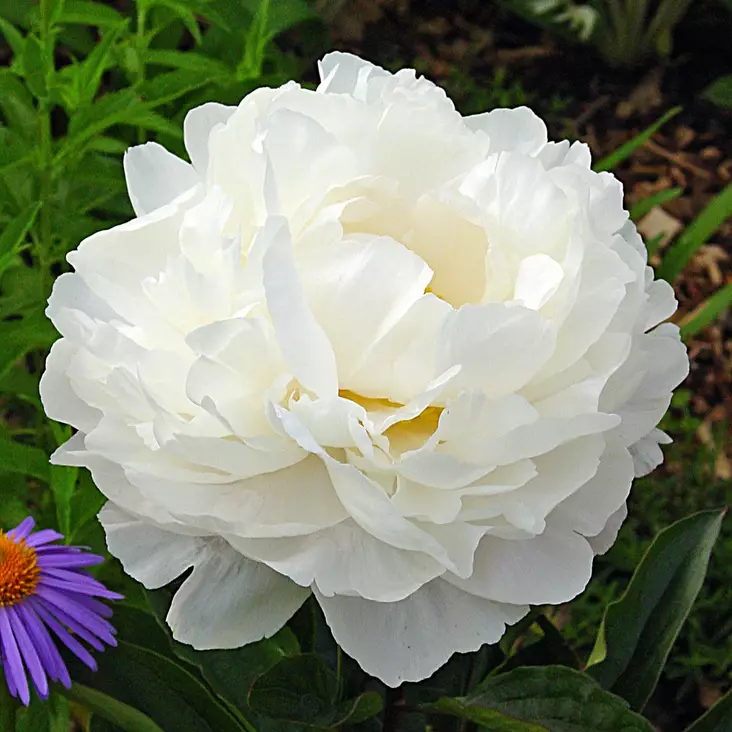 Kiinanpioni Gardenia - Perennat - 74017 - 1