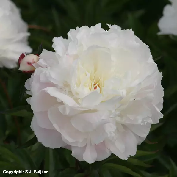 Kiinanpioni Shirley Temple - Perennat - 73937 - 1