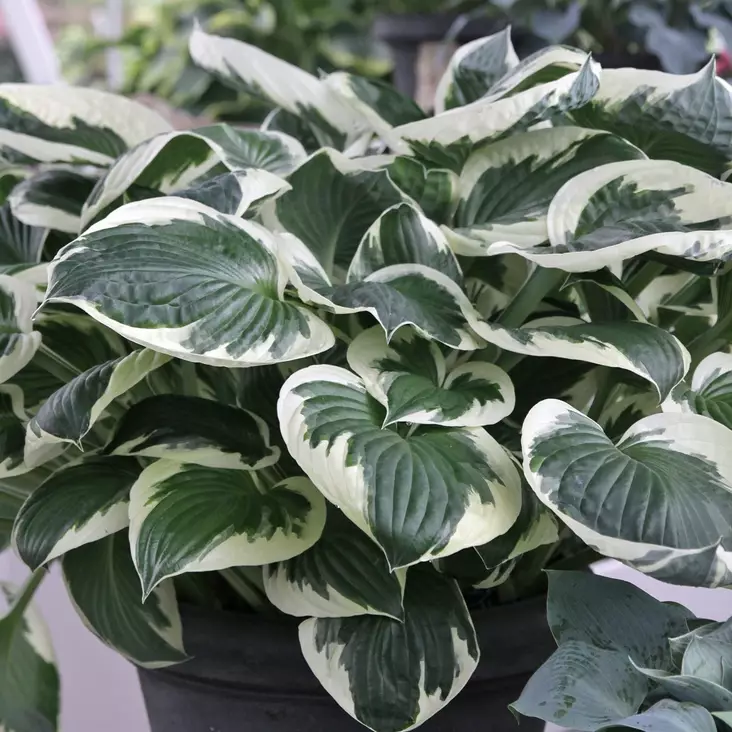 Komeakuunlilja Patriot - Perennat - 72607 - 1