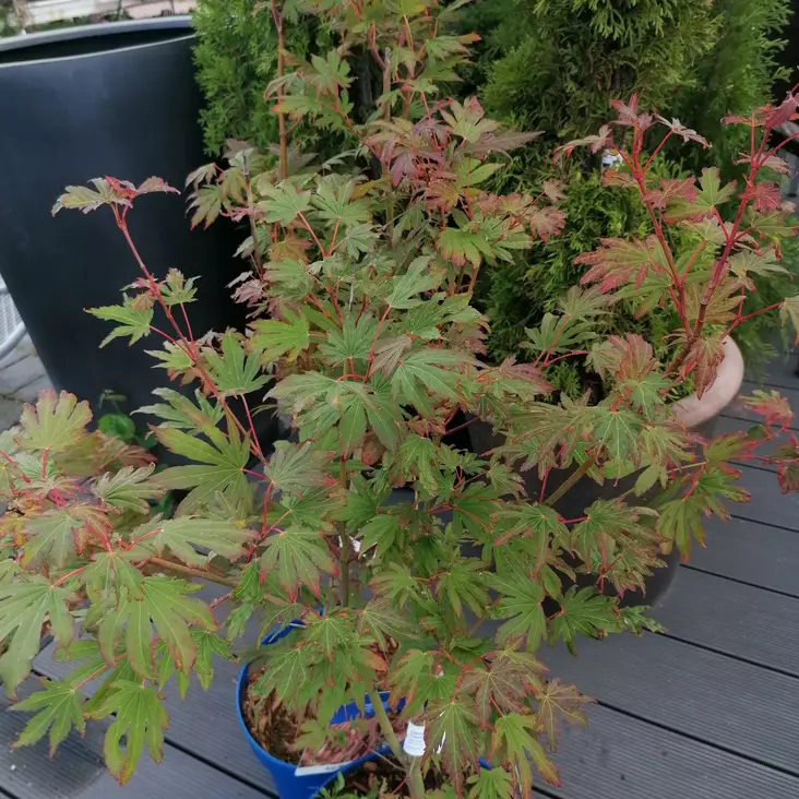 Koreanvaahtera North Wind (Jack Frost) - Koristepensaat - 43037 - 1