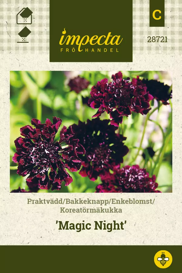 Koreatörmäkukka Magic Night - Kukkien ja koristeheinien siemenet - 7332756287217 - 0