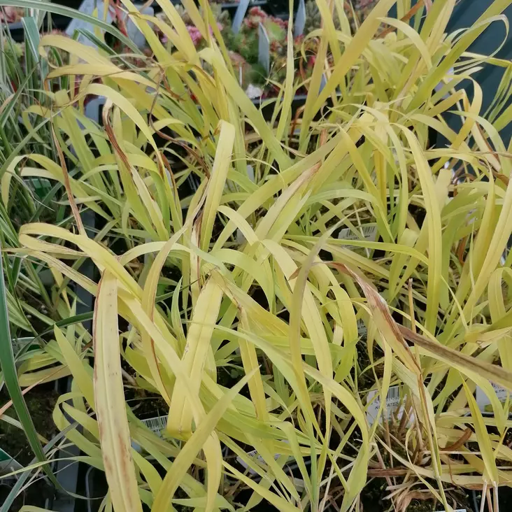 Kultatesma Aureum - Koristeheinät - 73667 - 1