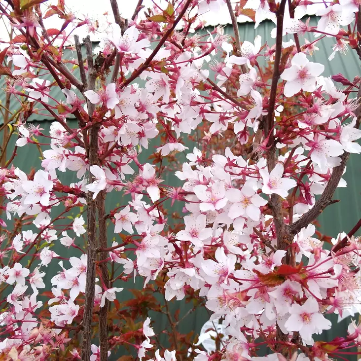 Kuriilienleimukirsikka Ruby C3 - Koristepensaat - 43577 - 1