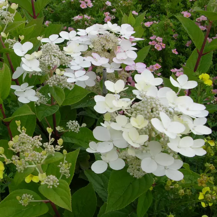 Kuutamohortensia Praecox - Koristepensaat - 4577 - 1