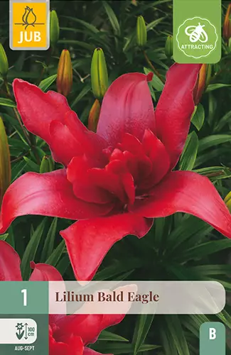 Lilja Bald Eagle 1 kpl/pkt - Liljat - 8712438619137 - 1