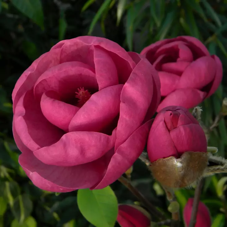 Magnolia Black Tulip - Koristepensaat - 42957 - 1