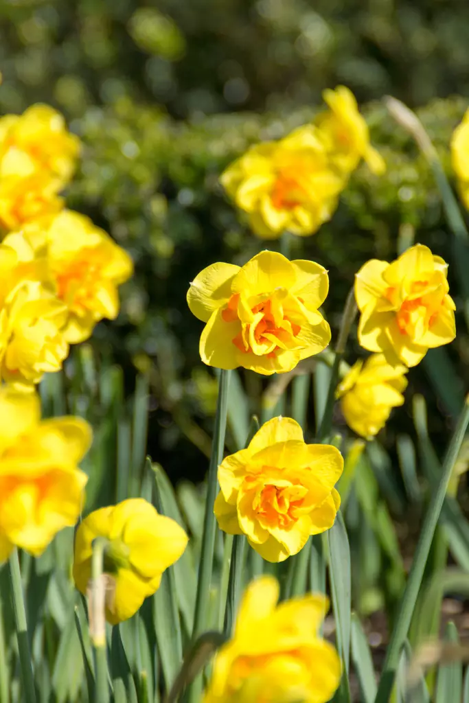 Narsissi Tahiti 5 kpl/pkt - Kukkasipulit - 8711148314547 - 1