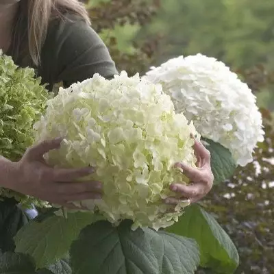 Pallohortensia Strong Annabelle - Koristepensaat - 45727 - 1