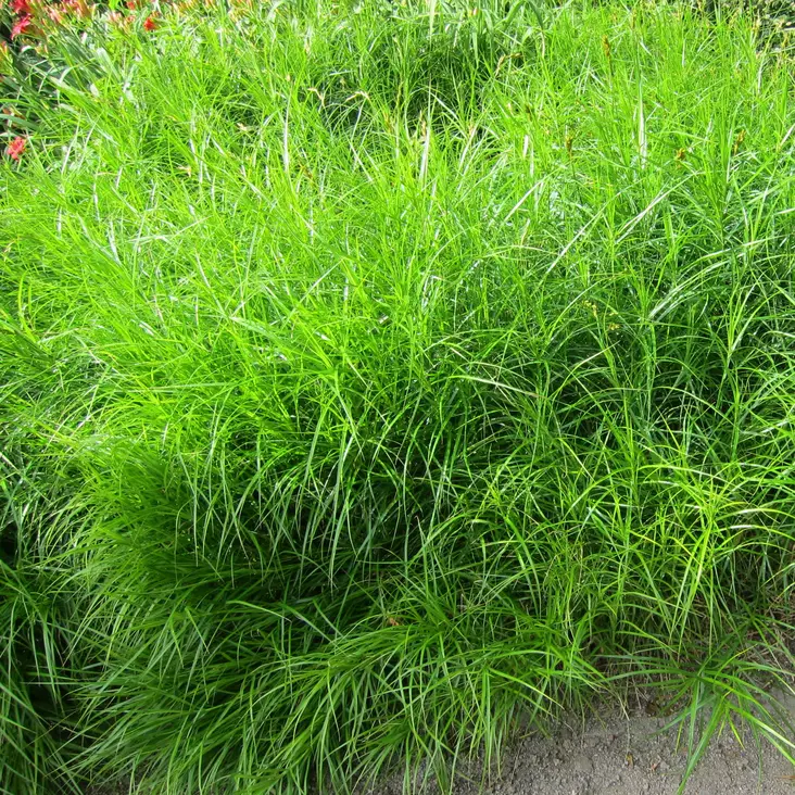 Palmusara - Koristeheinät - 71237 - 1