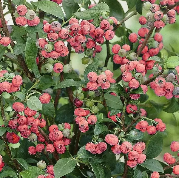 Pensasmustikka Pink Lemonade - Mustikat - 22457 - 1