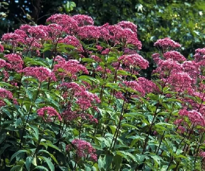 Purppurapunalatva - Perennat - 7207 - 1